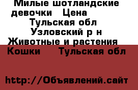 Милые шотландские девочки › Цена ­ 3 000 - Тульская обл., Узловский р-н Животные и растения » Кошки   . Тульская обл.